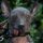 Xoloitzcuintle- Najstarsza meksykańska rasa psa na świecie! / Xoloitzcuintle- Una de las razas mas antiguas en el mundo y es mexicana!